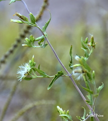 Austrobrickellia patens
