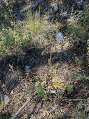 Psacaliopsis purpusii