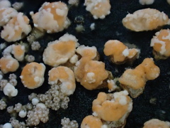 Bionectriaceae