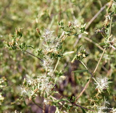 Austrobrickellia patens