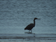 Egretta rufescens