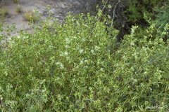 Austrobrickellia patens
