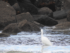 Egretta thula