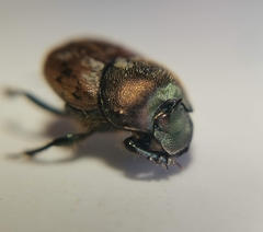 Onthophagus coenobita