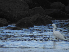 Egretta thula
