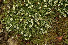 Arenaria serpens