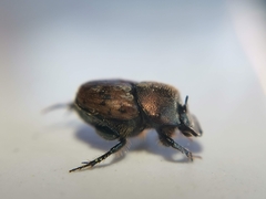 Onthophagus coenobita