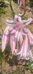 Crinum stuhlmannii image