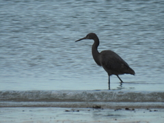 Egretta rufescens