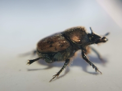 Onthophagus coenobita