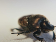 Onthophagus coenobita