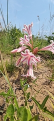 Crinum stuhlmannii subsp. delagoense image