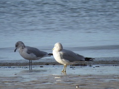 Larus delawarensis