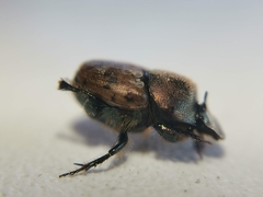Onthophagus coenobita