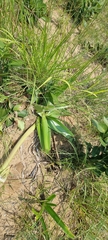 Crinum stuhlmannii subsp. delagoense image