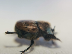Onthophagus coenobita