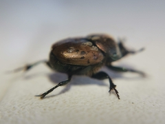 Onthophagus coenobita