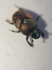Onthophagus coenobita