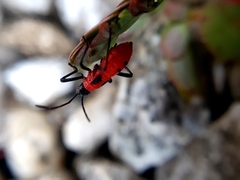 Probergrothius angolensis