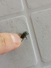 Onthophagus coenobita