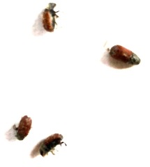 Dendroctonus rufipennis