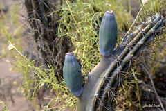 Cereus aethiops
