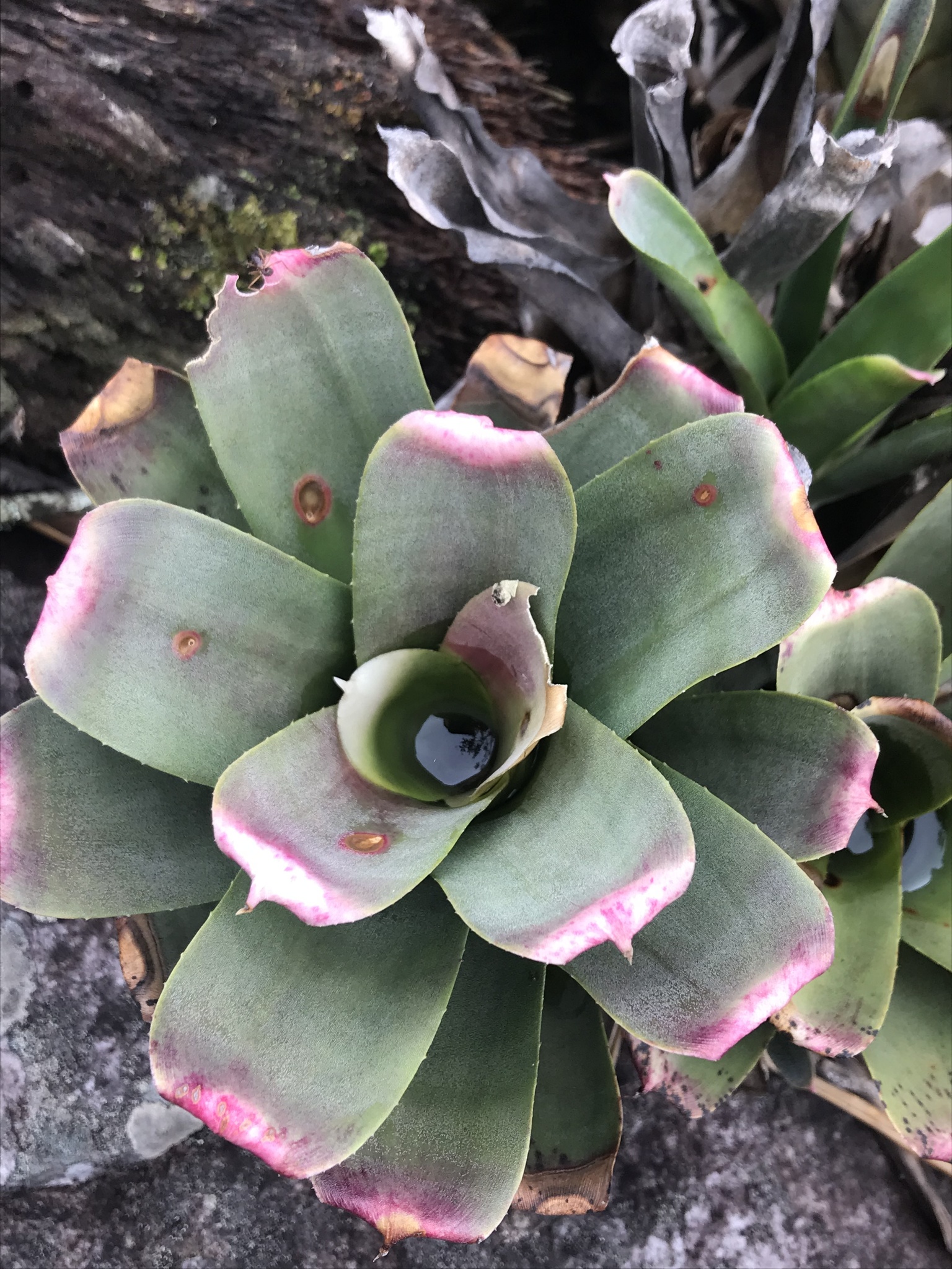Neoregelia bahiana Pink Tips (Skotak clone) TROPIFLORA 6250 
