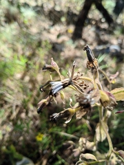 Psacaliopsis purpusii