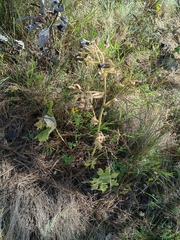 Psacaliopsis purpusii