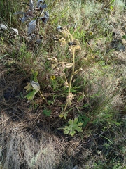 Psacaliopsis purpusii