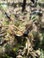 Psacaliopsis purpusii