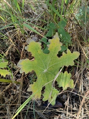 Psacaliopsis purpusii