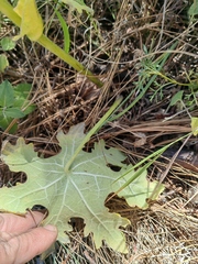 Psacaliopsis purpusii