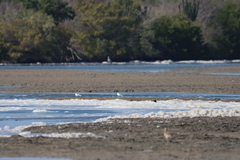 Gelochelidon nilotica