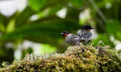 Ixothraupis rufigula