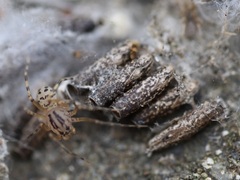 Scytodes velutina