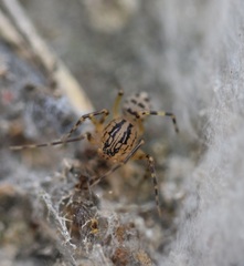 Scytodes velutina