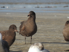 Larus heermanni
