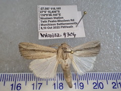 Leucania stenographa