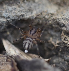 Scytodes velutina