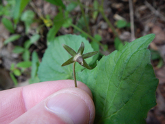 Viola eriocarpa