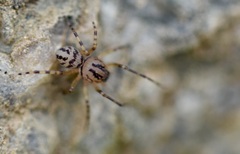 Scytodes velutina