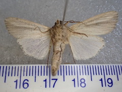 Leucania stenographa