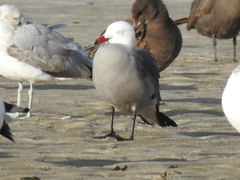 Larus heermanni