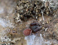 Scytodes velutina