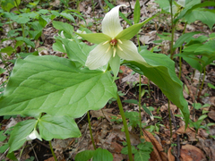 Trillium