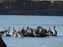 Pelecanus occidentalis