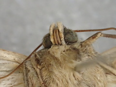 Leucania stenographa