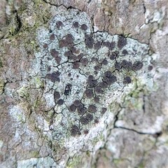 Arthoniomycetes