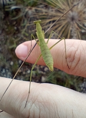 Musoniella